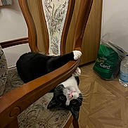 Smudge is registered to the contest to win money with this photo: animal, black_and_white, cat, chair, curious, cute, domestic_cat, floor, furniture, home, indoor, looking, paws, pet, playful, relaxed, resting, upside_down, whiskers, wooden_furniture