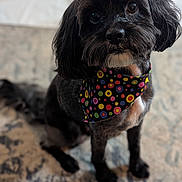 Pepper joined the competition — help win amazing prizes! adorable, animal, bandana, black_dog, carpet, closeup, companion, cute, dog, domestic_animal, friendly, fur, household, indoor, looking_up, mammal, pet, polka_dot, portrait, sitting