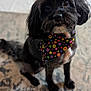 adorable, animal, bandana, black_dog, carpet, closeup, companion, cute, dog, domestic_animal, friendly, fur, household, indoor, looking_up, mammal, pet, polka_dot, portrait, sitting