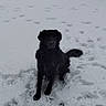 animal, animal_portrait, attentive, black_dog, canine, cold, daylight, dog, footprints, fur, landscape, nature, outdoor, pet, playful, quiet, sitting, snow, weather, winter