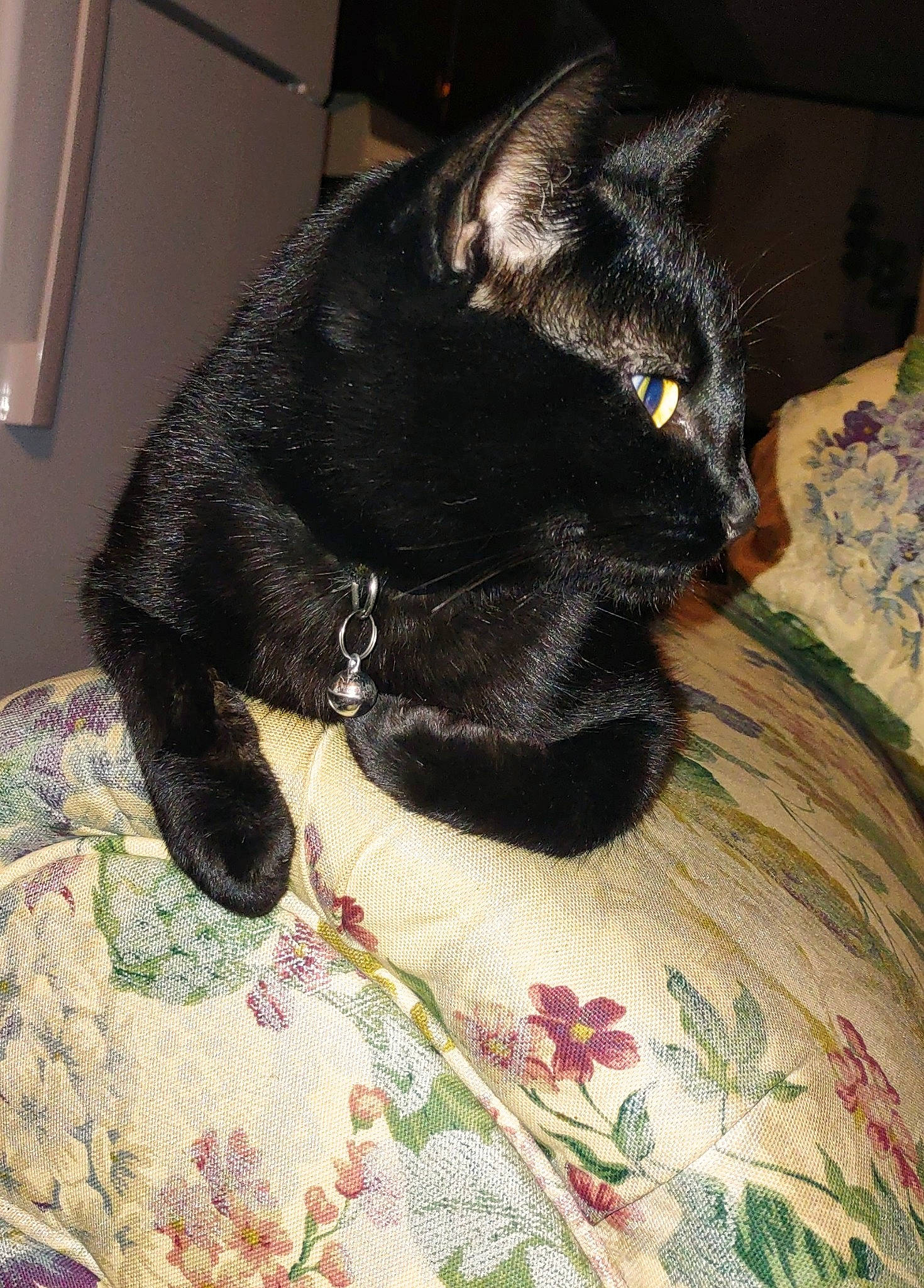 Slim is registered to the contest to win money with this photo: black_cat, bombay, canidae, carnivore, cat, claw, comfort, companion_dog, dog_breed, domestic_short_haired_cat, felidae, fur, linens, nap, small_to_medium_sized_cats, snout, sporting_group, tail, terrestrial_animal, whiskers