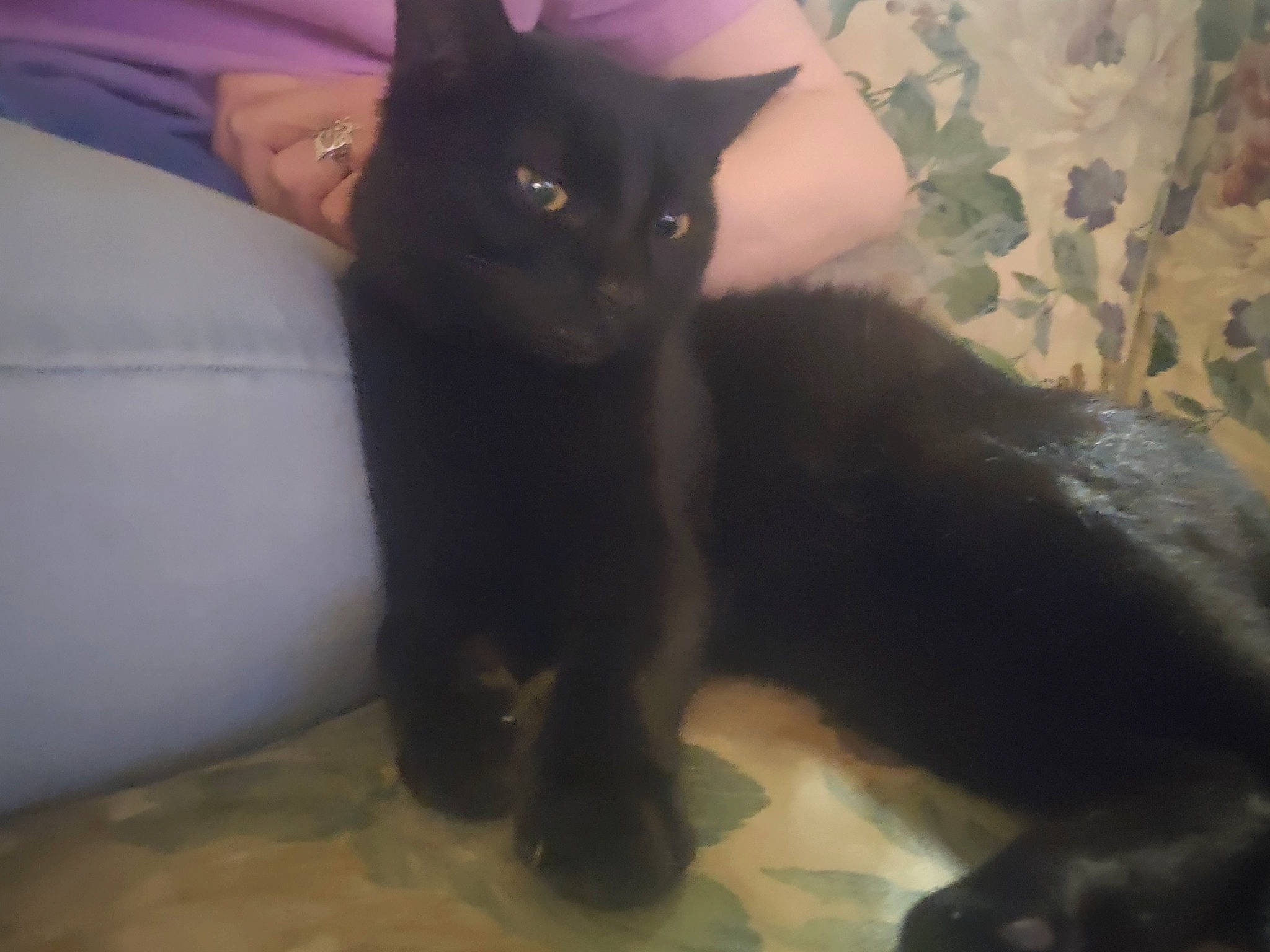 Slim is registered to the contest to win money with this photo: black_cat, bombay, carnivore, cat, claw, comfort, couch, domestic_short_haired_cat, felidae, fur, havana_brown, paw, small_to_medium_sized_cats, snout, tail, terrestrial_animal, whiskers