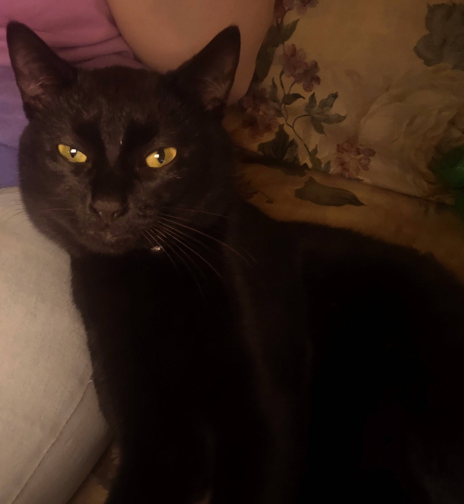 Slim is registered to the contest to win money with this photo: black_cat, carnivore, cat, darkness, domestic_short_haired_cat, felidae, fur, grey, havana_brown, shadow, small_to_medium_sized_cats, snout, tail, terrestrial_animal, tints_and_shades, whiskers, window