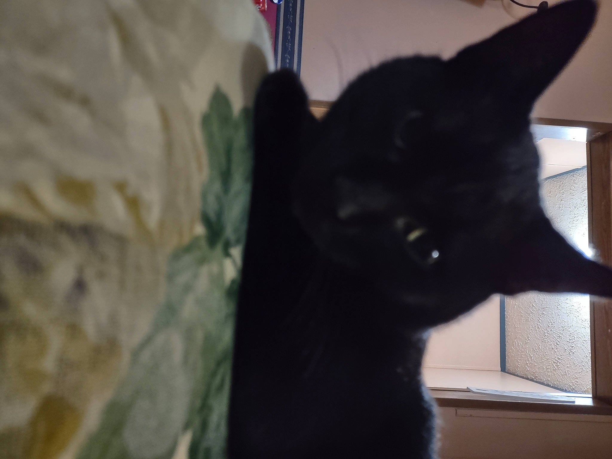 Slim joined the competition — help win amazing prizes! black_cat, bombay, carnivore, cat, domestic_short_haired_cat, ear, electric_blue, felidae, fur, small_to_medium_sized_cats, snout, tail, terrestrial_animal, whiskers, window