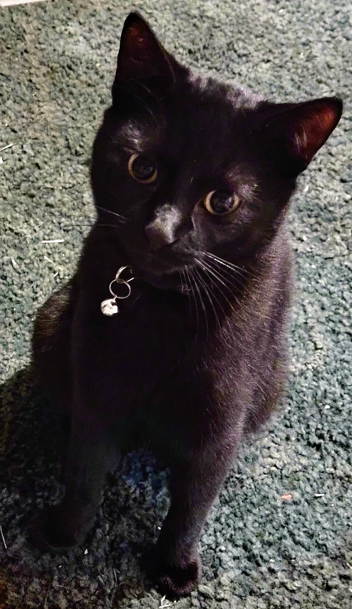 Slim joined the competition — help win amazing prizes! black_cat, bombay, carnivore, cat, domestic_short_haired_cat, felidae, fur, grass, iris, small_to_medium_sized_cats, snout, tail, terrestrial_animal, whiskers