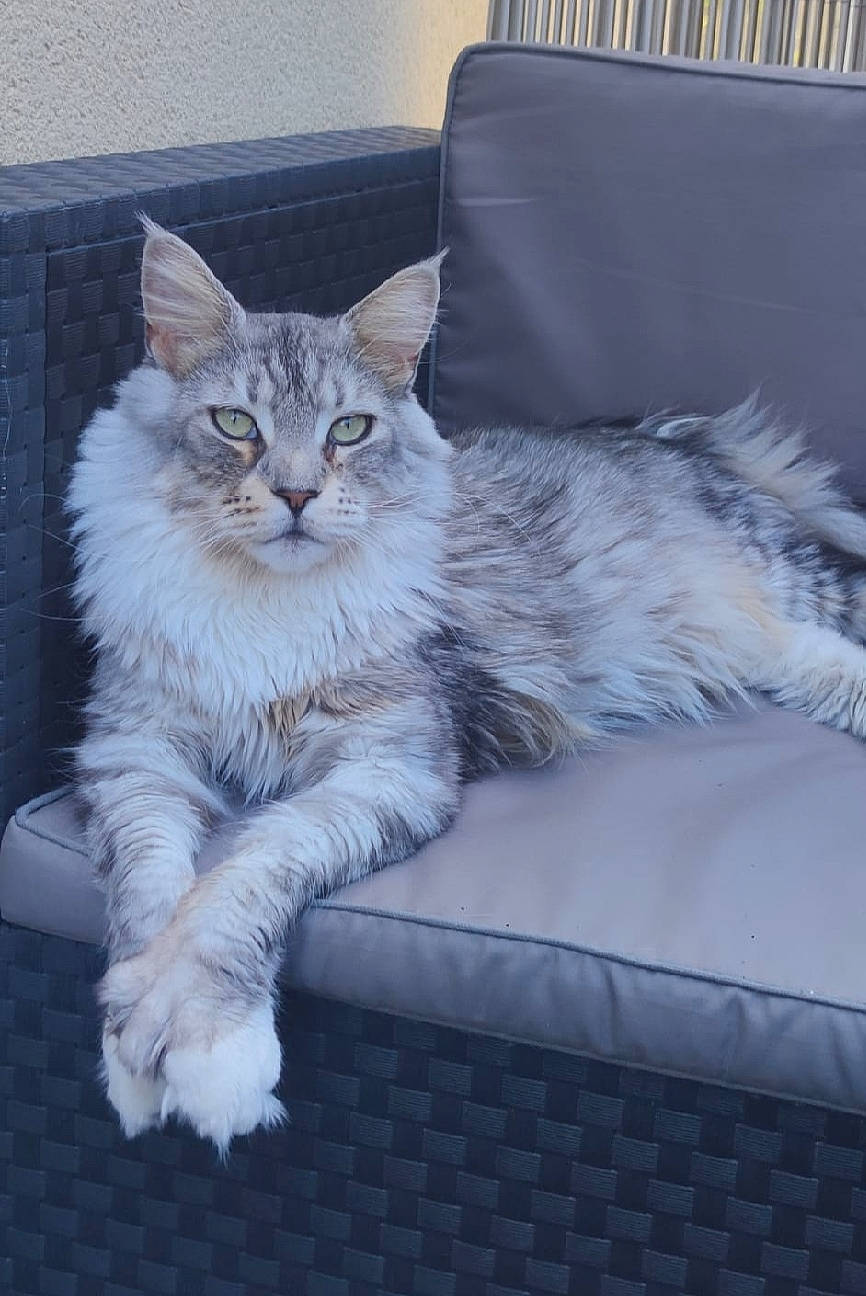 Rio participe au concours pour gagner de l'argent avec cette photo : bed, carnivore, cat, claw, comfort, couch, domestic_short_haired_cat, felidae, flooring, fur, grey, paw, sitting, small_to_medium_sized_cats, snout, tail, whiskers, window