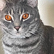 King is registered to the contest to win money with this photo: cat, gray_tabby, orange_eyes, close_up, whiskers, fur, pet, animal, portrait, indoor, feline, looking, ears, nose, muzzle, striped, domestic_cat, alert, face, cute