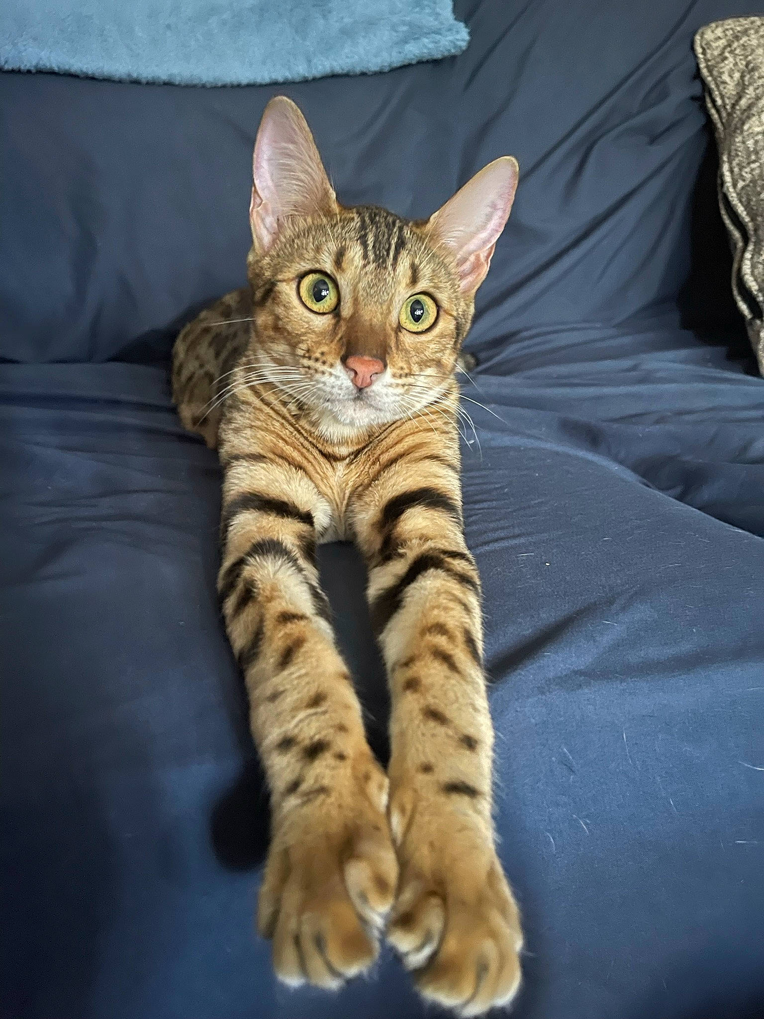 Cleopatra is registered to the contest to win money with this photo: carnivore, cat, claw, comfort, domestic_short_haired_cat, eye, felidae, foot, fur, linens, paw, sitting, small_to_medium_sized_cats, snout, terrestrial_animal, whiskers