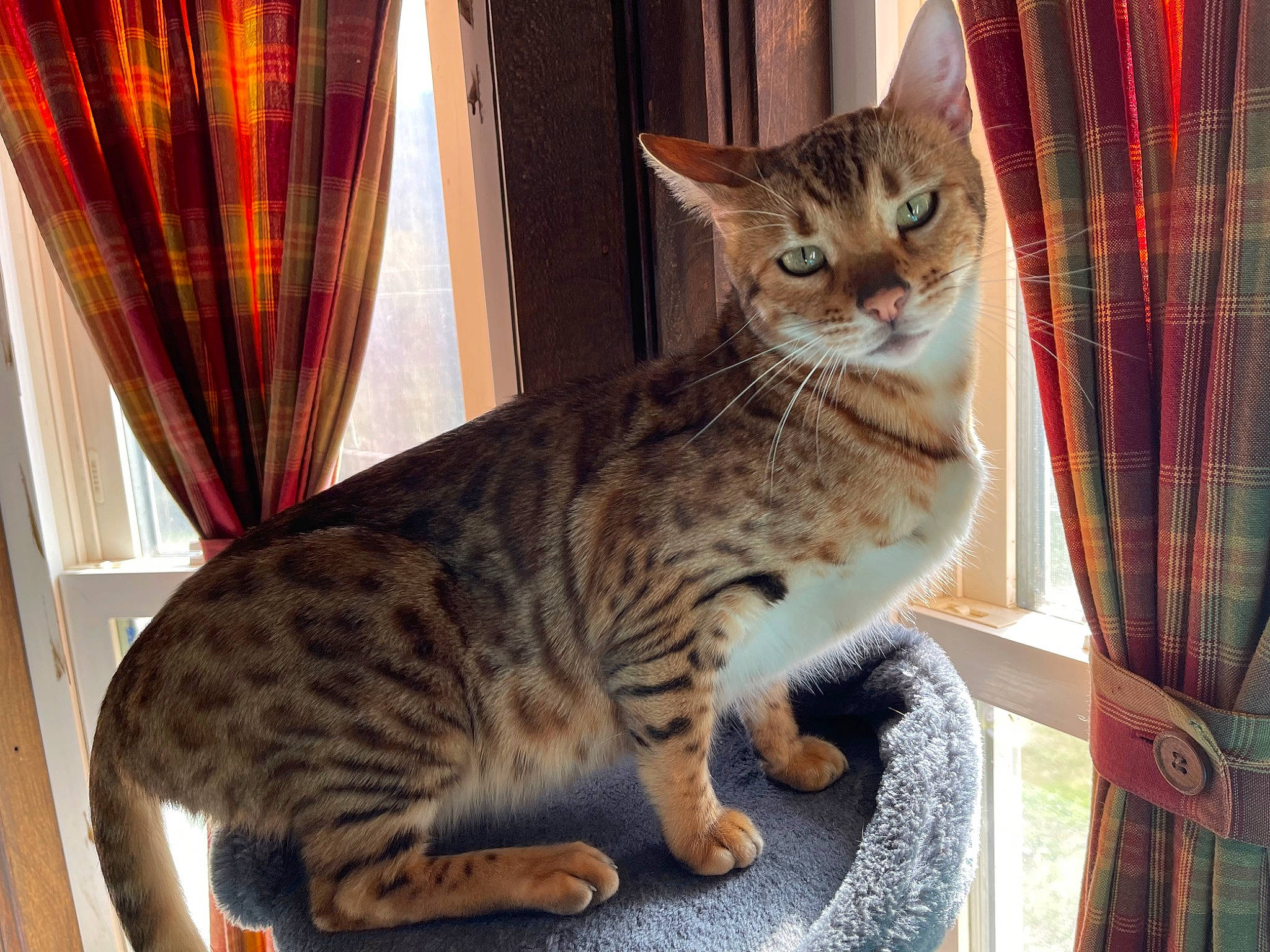 Jawslin joined the competition — help win amazing prizes! carnivore, cat, cat_supply, comfort, curtain, domestic_short_haired_cat, felidae, fur, sitting, small_to_medium_sized_cats, snout, tail, terrestrial_animal, whiskers, wildlife, window_treatment, wood