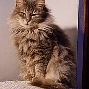 Tequila participe au concours pour gagner de l'argent avec cette photo : abyssinian, angora, animal, cat, hardwood, kitten, manx, pet, siamese, wood