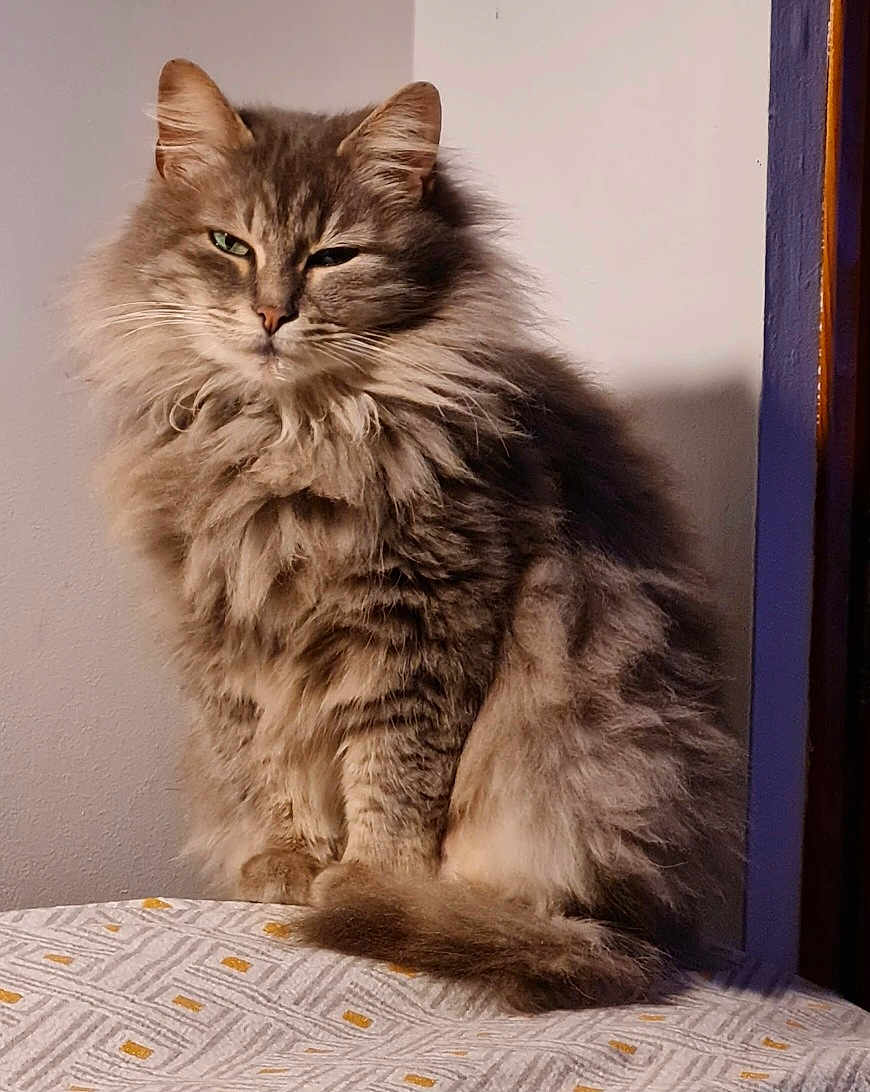 Tequila participe au concours pour gagner de l'argent avec cette photo : abyssinian, angora, animal, cat, hardwood, kitten, manx, pet, siamese, wood