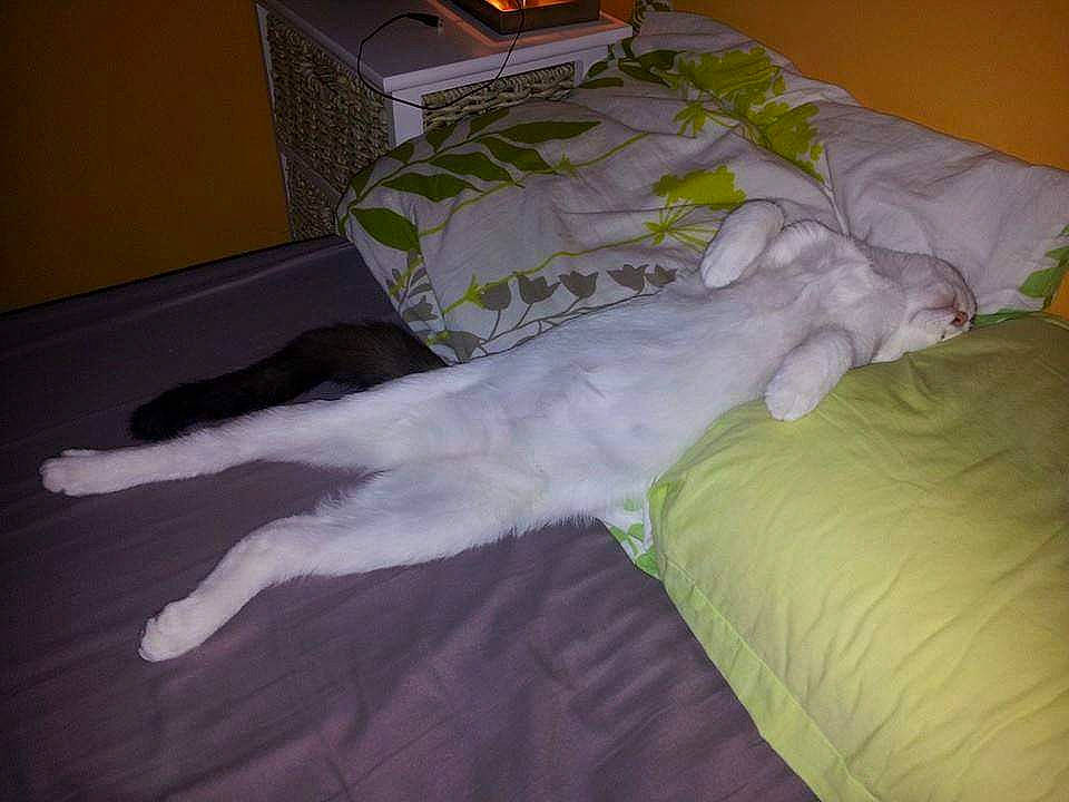 Yanis participe au concours pour gagner de l'argent avec cette photo : bed, bed_sheet, bedding, blanket, canidae, cat, comfort, felidae, fur, furniture, linens, nap, pillow, room, sleep, small_to_medium_sized_cats, tail, textile