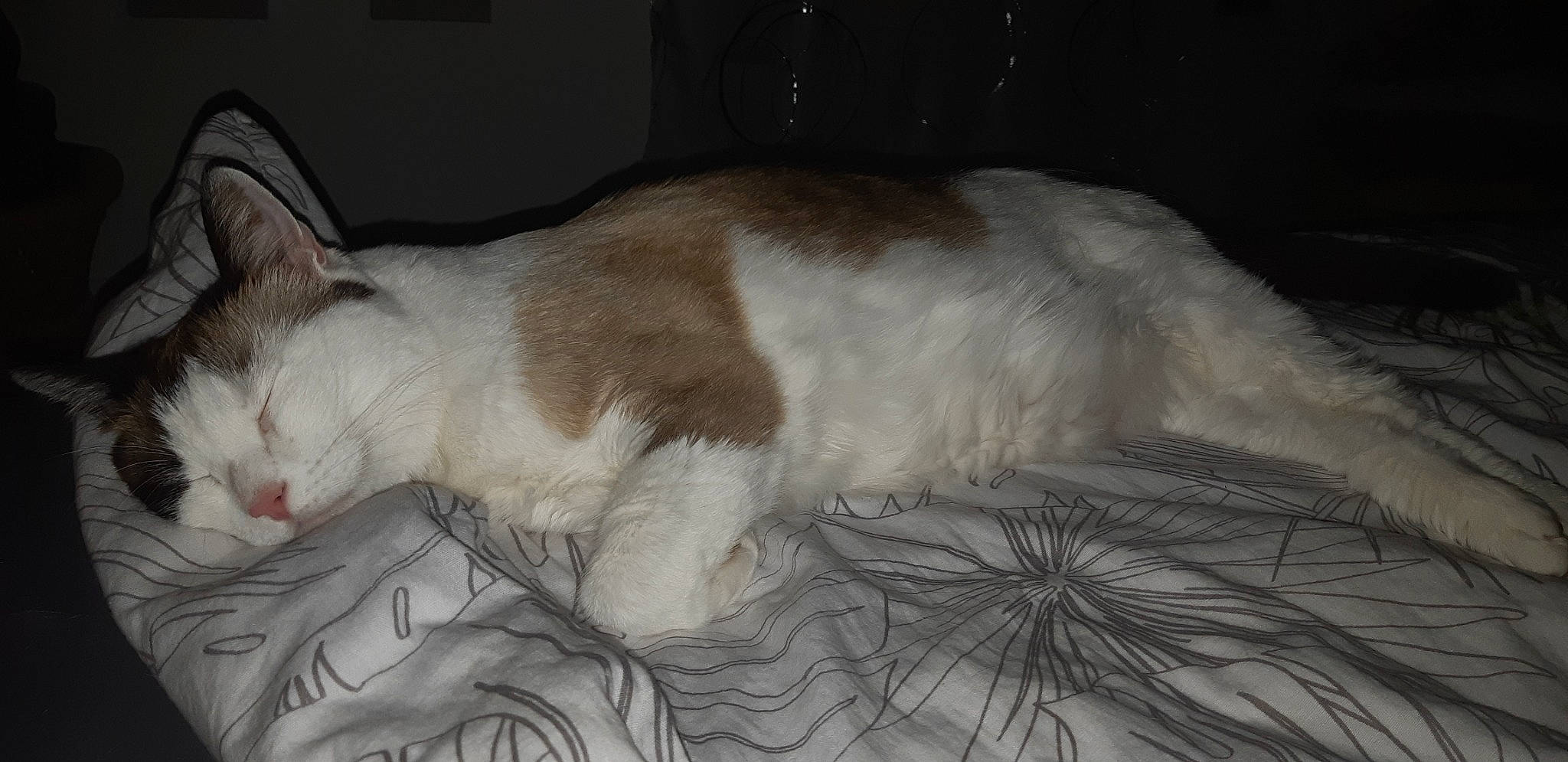 Yanis participe au concours pour gagner de l'argent avec cette photo : aegean_cat, carnivore, cat, domestic_long_haired_cat, felidae, fur, mammal, nap, norwegian_forest_cat, ragamuffin, ragdoll, small_to_medium_sized_cats, tail, whiskers