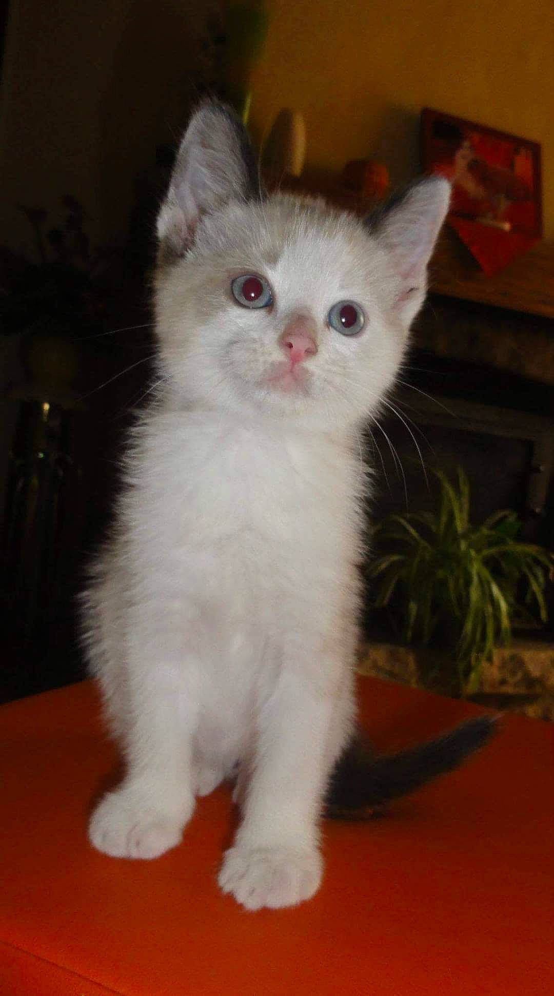 Yanis participe au concours pour gagner de l'argent avec cette photo : american_curl, asian, asian_semi_longhair, british_semi_longhair, carnivore, cat, domestic_long_haired_cat, domestic_short_haired_cat, eye, felidae, kitten, mammal, napoleon_cat, norwegian_forest_cat, ragdoll, small_to_medium_sized_cats, turkish_angora, turkish_van, vertebrate, whiskers