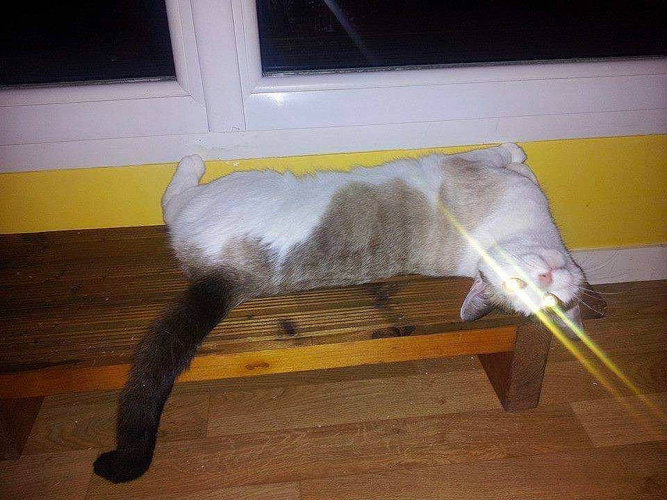 Yanis a rejoint le concours — aidez-le/la à gagner de superbes lots ! cat, felidae, small_to_medium_sized_cats, tail