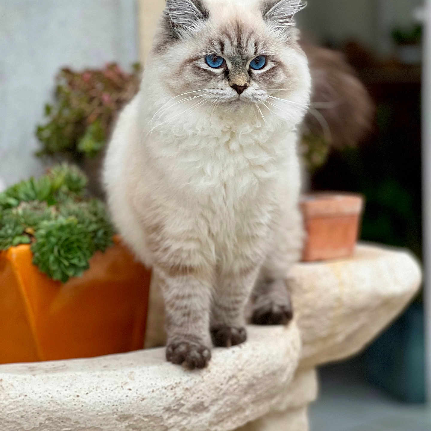 Ashka a rejoint le concours — aidez-le/la à gagner de superbes lots ! animal, blue_eyes, cat, closeup, cute, feline, fluffy, fur, garden, ledge, nature, outdoor, pet, plant, portrait, potted_plant, standing, stone, succulent, whiskers