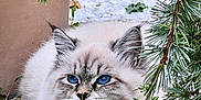 Ashka participe au concours pour gagner de l'argent avec cette photo : cat, blue_eyes, fluffy, fur, animal, pet, outdoor, plants, greenery, pine_branches, nature, closeup, whiskers, face, cute, mammal, wildlife, background, crouching, alert