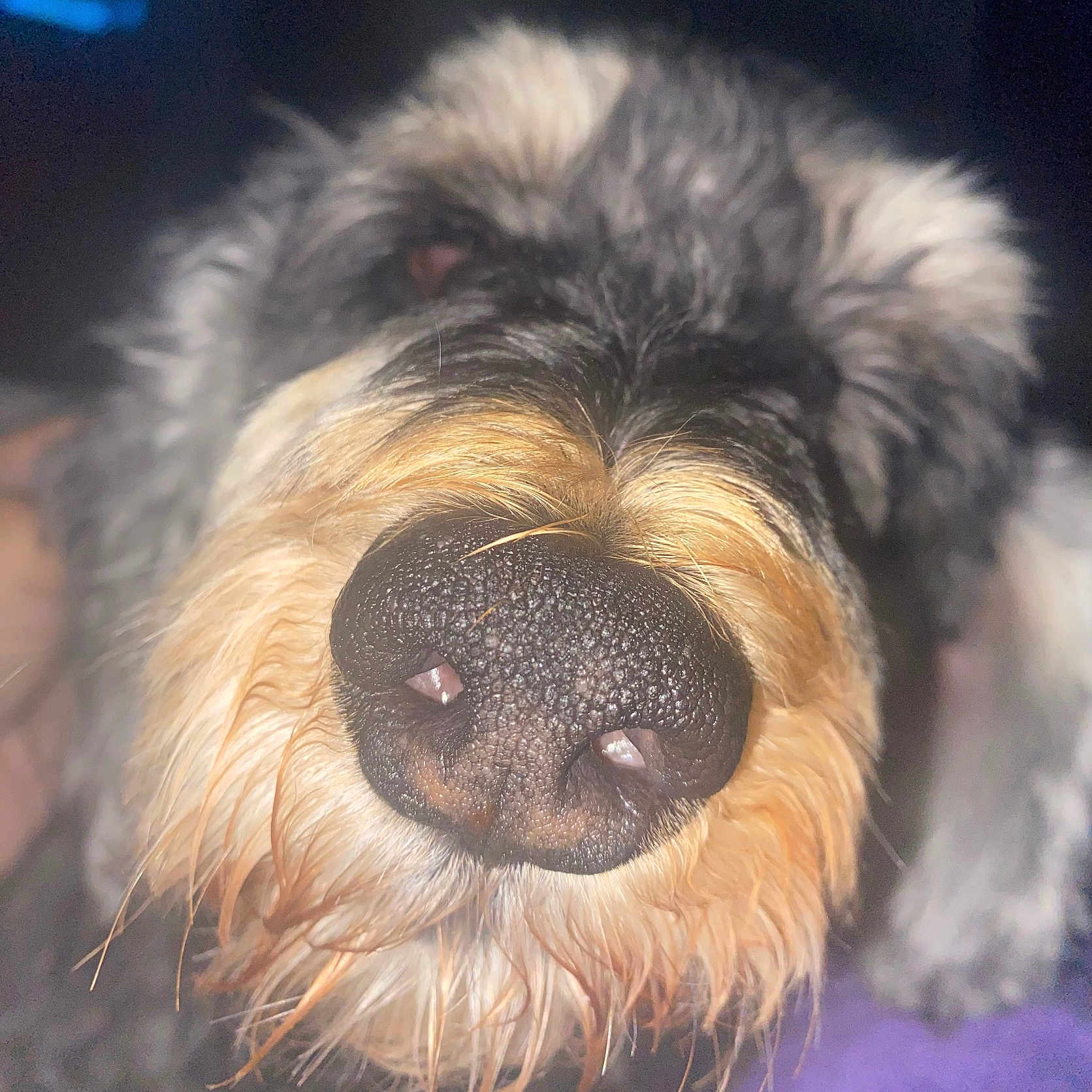 Murphy Jack Elias joined the competition — help win amazing prizes! airedale, animal, ball, bodypart, canine, dog, football, hound, indoors, mouth, person, pet, poodle, puppy, snout, soccer, soccerball, sport, terrier, whitedog