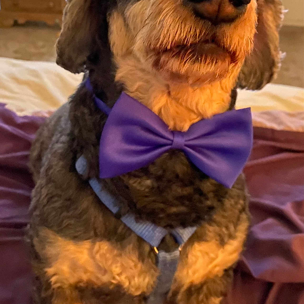Murphy Jack Elias