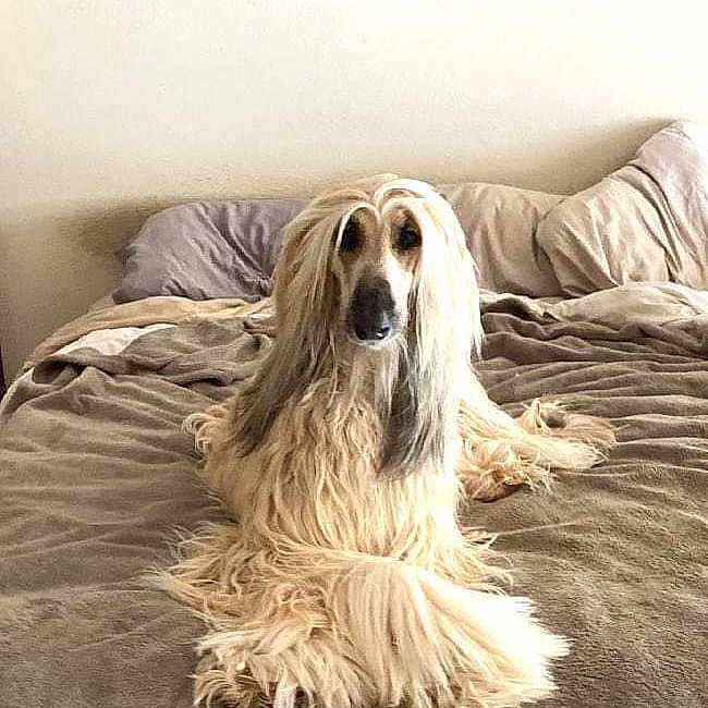 Ringo
