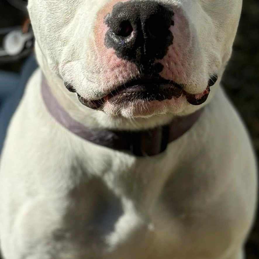 Whiteboy