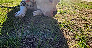 Whiteboy is registered to the contest to win money with this photo: dog, white_dog, grass, sunlight, outdoor, harness, animal, pet, daylight, nature, sniffing, resting, sunflare, greenery, yard, canine, summer, peaceful, closeup, ground