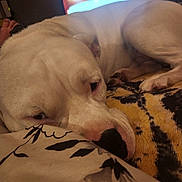 Whiteboy is registered to the contest to win money with this photo: dog, white_dog, sleeping, resting, close_up, indoor, blanket, pillow, floral_pattern, television, relaxed, pet, canine, animal, cozy, bedroom, fur, snout, paw, laying_down