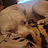 Whiteboy is registered to the contest to win money with this photo: animal, bedroom, blanket, canine, close_up, cozy, dog, floral_pattern, fur, indoor, laying_down, paw, pet, pillow, relaxed, resting, sleeping, snout, television, white_dog
