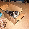 animal, blanket, box, cardboard_box, carpet, cat, cozy, cute, domestic, ears, feline, fur, home, indoor, living_room, pet, relaxed, resting, tabby, whiskers