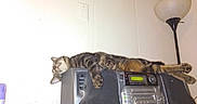 Nemo joined the competition — help win amazing prizes! animal, cat, cozy, domestic_cat, electronics, furniture, home, indoor, laid_back, lamp, living_room, mammal, pet, relaxing, resting, sleeping, speaker, stereo_system, striped, tabby_cat