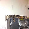 animal, cat, cozy, domestic_cat, electronics, furniture, home, indoor, laid_back, lamp, living_room, mammal, pet, relaxing, resting, sleeping, speaker, stereo_system, striped, tabby_cat