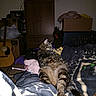 Nemo joined the competition — help win amazing prizes! animal, blanket, cabinet, cardboard_boxes, cat, clutter, cozy, electronics, fabric, furniture, guitar, home, indoor, living_room, pet, relaxed, resting, soft, tabby_cat, television