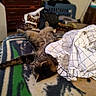 Nemo joined the competition — help win amazing prizes! black, blanket, brown, cat, cozy, crumpled_fabric, domestic_animal, fabric, furniture, indoor, laundry_basket, living_room, patterned_blanket, pet, relaxed, resting, sprawled, striped, tabby_cat, television