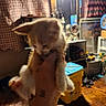 kitten, cat, hand, indoor, blur, orange_cat, white_cat, curtains, clutter, lamp, table, yellow_container, clock, floor, furniture, person, tattoo, lighting, room, window