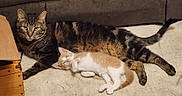 Spaz is registered to the contest to win money with this photo: cat, kitten, tabby_cat, orange_cat, white_cat, carpet, couch, indoor, pet, animal, resting, laying_down, cute, feline, domestic_animal, two_animals, relaxed, companion, home, cozy
