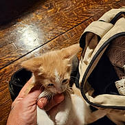 Spaz is registered to the contest to win money with this photo: kitten, cat, hand, tattoo, wooden_floor, bag, orange, white, pet, domestic_animal, young, cute, indoor, feline, curious, small, whiskers, holding, paw, fur