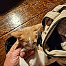 kitten, cat, hand, tattoo, wooden_floor, bag, orange, white, pet, domestic_animal, young, cute, indoor, feline, curious, small, whiskers, holding, paw, fur