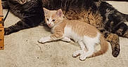 Spaz is registered to the contest to win money with this photo: animal, carpet, cat, companions, cute, ears, feline, floor, fur, home, indoor, kitten, orange_white, pet, relaxed, resting, tabby, tabby_cat, tail, whiskers