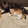 Spaz is registered to the contest to win money with this photo: tabby_cat, kitten, cat, pet, animal, indoor, carpet, resting, feline, cute, companions, relaxed, fur, whiskers, ears, tail, home, floor, tabby, orange_white