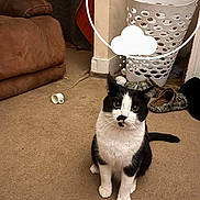 Archie is registered to the contest to win money with this photo: cat, black_and_white, carpet, cup, laundry_basket, slippers, furniture, indoor, pet, floor, curious, animal, cozy, brown_couch, household, attention, sitting, room, domestic, whiskers