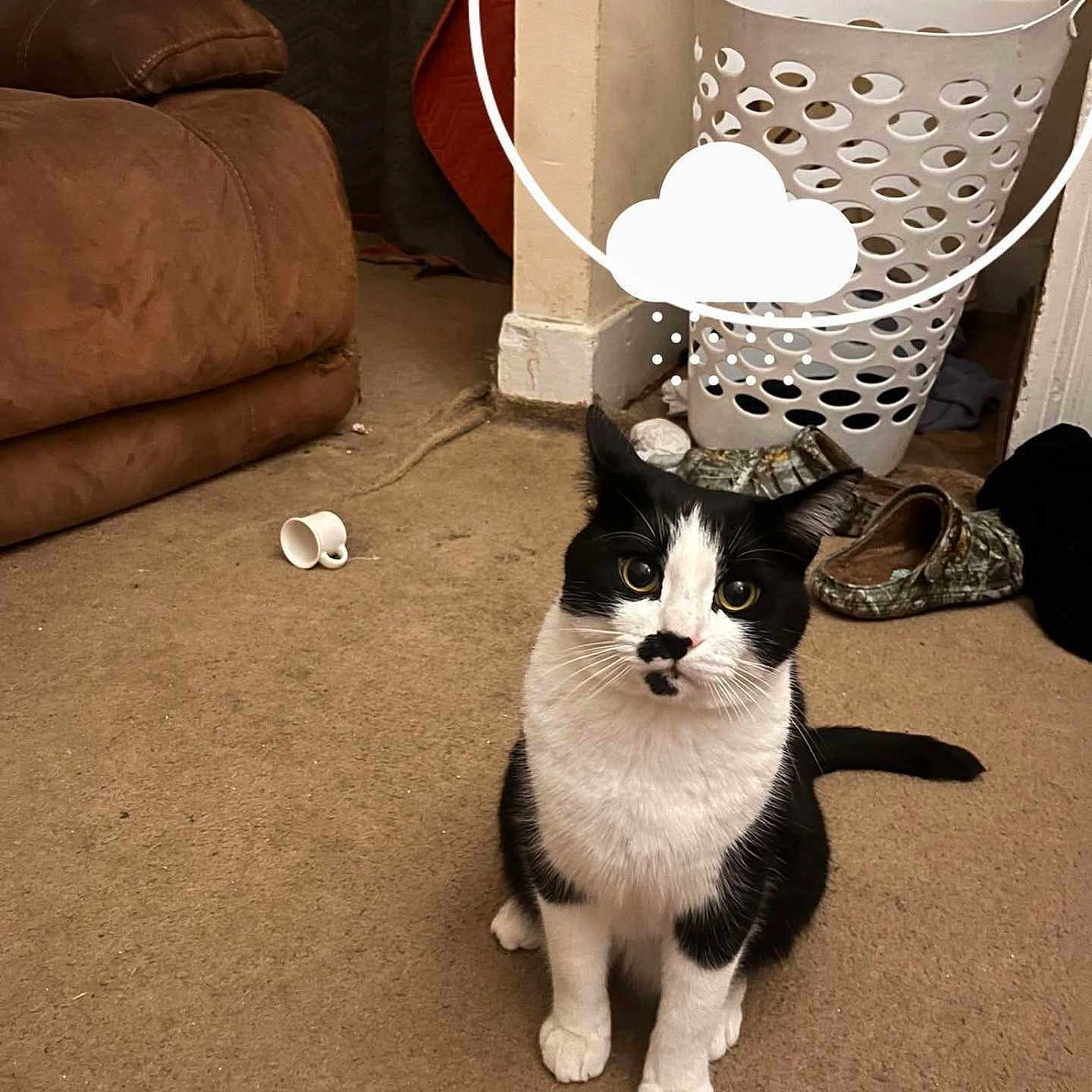 Archie is registered to the contest to win money with this photo: animal, attention, black_and_white, brown_couch, carpet, cat, cozy, cup, curious, domestic, floor, furniture, household, indoor, laundry_basket, pet, room, sitting, slippers, whiskers