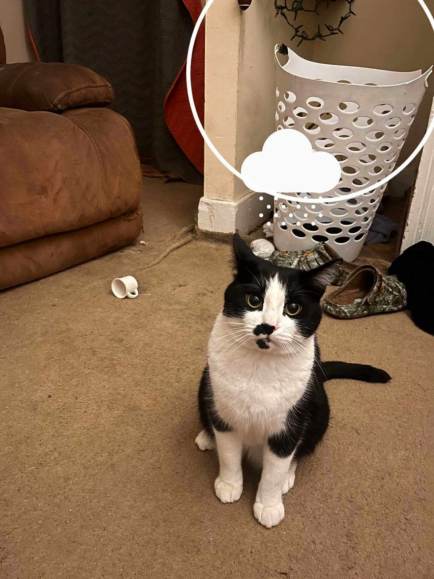 Archie