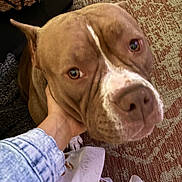 Buster joined the competition — help win amazing prizes! affectionate, animal, brown_dog, carpet, close_up, cozy, curious, denim_jacket, dog, domestic_animal, floor, footwear, hand, indoor, pattern, paw, person, pet, textile, white_marking