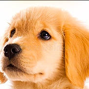 Lucky is registered to the contest to win money with this photo: puppy, dog, golden_retriever, close_up, fur, cute, pet, animal, portrait, young, adorable, soft, ears, nose, whiskers, looking_up, innocent, fluffy, face, background