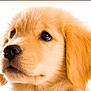puppy, dog, golden_retriever, close_up, fur, cute, pet, animal, portrait, young, adorable, soft, ears, nose, whiskers, looking_up, innocent, fluffy, face, background