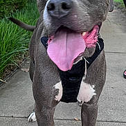 Snoopy joined the competition — help win amazing prizes! dog, canine, pet, outdoor, sidewalk, harness, tongue_out, gray_dog, happy, animal, walking, nature, greenery, close_up, mammal, leash, tongue, excited, playful, portrait