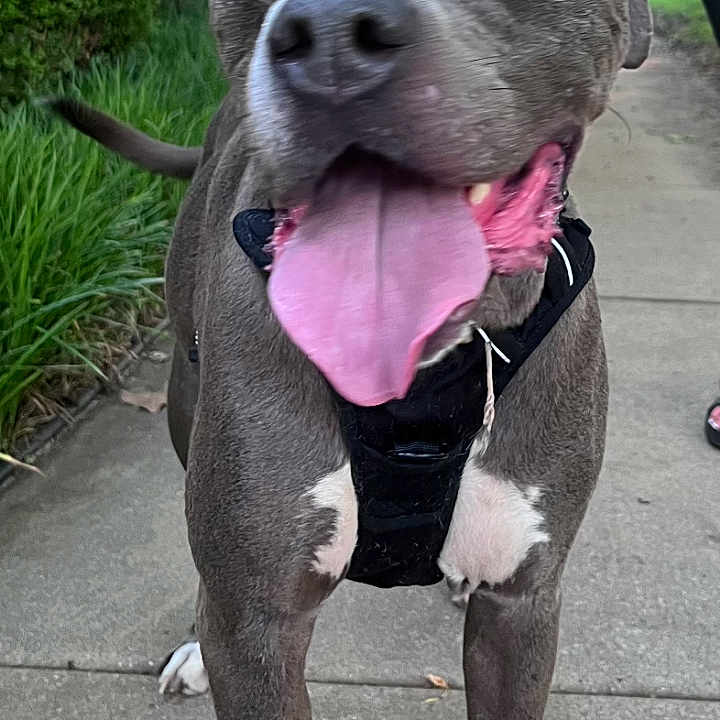 Snoopy joined the competition — help win amazing prizes! dog, canine, pet, outdoor, sidewalk, harness, tongue_out, gray_dog, happy, animal, walking, nature, greenery, close_up, mammal, leash, tongue, excited, playful, portrait