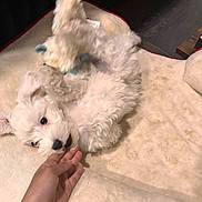 Lucy is registered to the contest to win money with this photo: puppy, dog, white_dog, fluffy, playing, toy, hand, indoor, soft_mat, pet, cute, young_dog, nibbling, cozy, animal, bed, furry, interaction, comfort, domestic