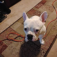 Champ is registered to the contest to win money with this photo: animal, carpet, companion, curious, cute, dog, domestic_animal, ears, extension_cord, floor, french_bulldog, household, indoor, looking_up, mammal, pet, resting, shadow, small_dog, white_dog