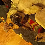 Buddy is registered to the contest to win money with this photo: animal, blanket, canine, cozy, cute, dog, domestic, ears, floor, fur, indoor, lying_down, pattern, paw, pet, relaxed, smile, teeth, upside_down, wooden_floor